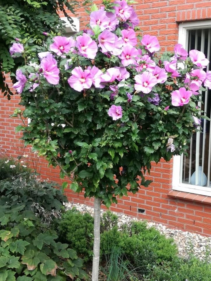 Hibiscus, Ophalen, Overige soorten, Struik, Minder dan 100 cm