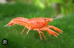 Oranje CPO dwergkreefen, Dieren en Toebehoren, Vis