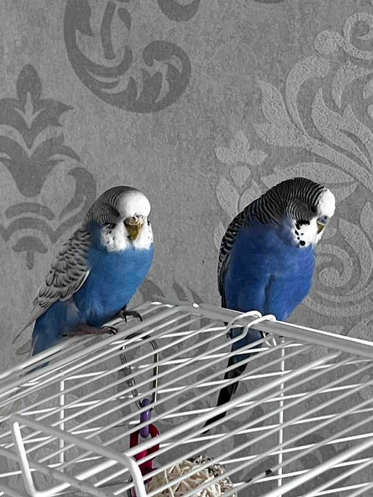 Gras parkiet te koop met kooi, Dieren en Toebehoren, Vogels | Parkieten en Papegaaien, Mannelijk, Parkiet, Tam