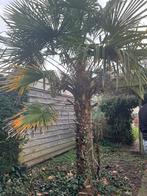 Palmboom, Tuin en Terras, Planten | Bomen, 100 tot 250 cm, Zomer, Palmboom, Ophalen