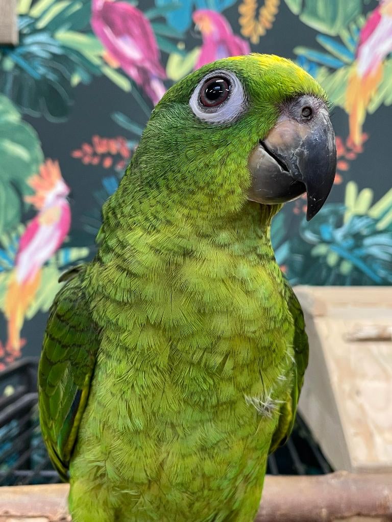 Jonge Geel voorhoofd Amazones | Handtam | Nieuwsgierig, Dieren en Toebehoren, Vogels | Parkieten en Papegaaien, Meerdere dieren