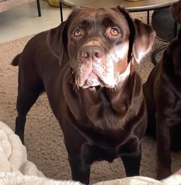 mooie fors gebouwde Labrador Pups uit prachtige showlijn!, Parvo, 8 tot 15 weken, Labrador retriever, Meerdere