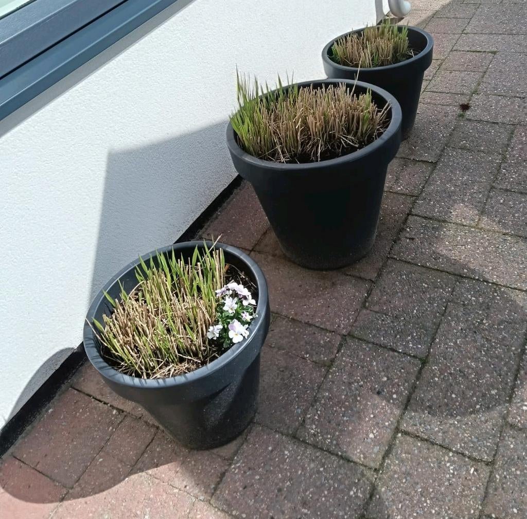 Loods5 planten/bloempotten + siergrassen, Tuin en Terras, Ophalen, Siergrassen, Volle zon