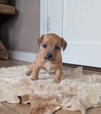 Nog 1 leuke Jack Russell teef beschikbaar, Jack Russell Terriër, 8 tot 15 weken, Meerdere, Meerdere dieren