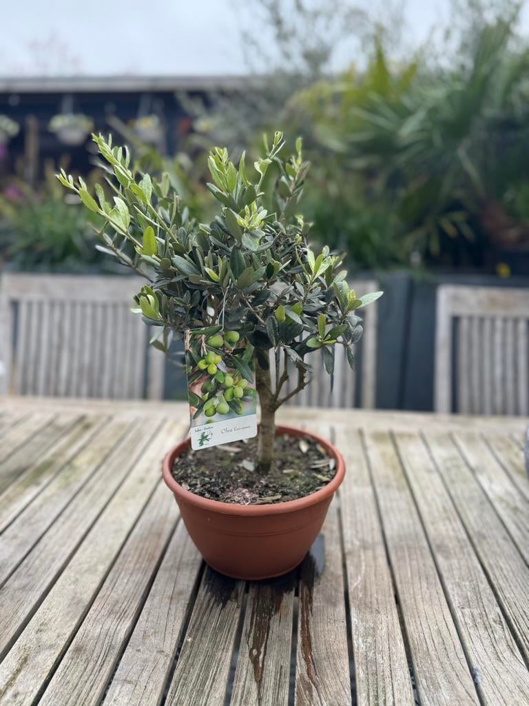 Olijfboompje, Tuin en Terras, Ophalen, Bloeit niet, Volle zon, Overige soorten