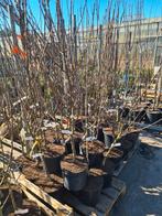Laagstam fruitbomen, diverse soorten, Tuin en Terras, Planten | Fruitbomen, Lente, Overige soorten, Volle zon, In pot