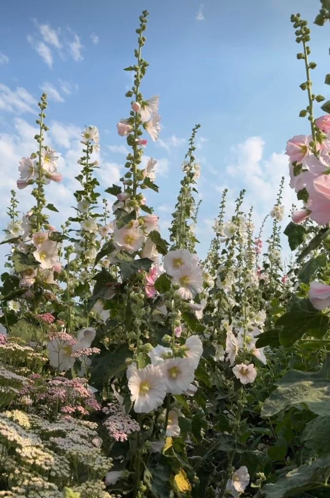 Stokroos zacht roze/ creme wit - Alcea rosea, Ophalen of Verzenden, Volle zon