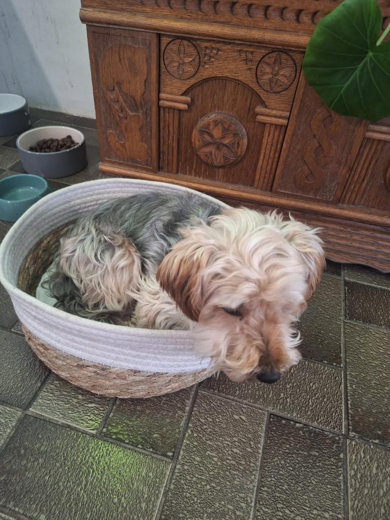 Yorkshire Terrier Reu 6j., Dieren en Toebehoren, Honden | Jack Russells en Terriërs, Reu, Yorkshire Terriër, Particulier, Eén hond