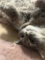 Britse langehaar, Kater