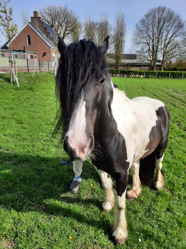 Lieve Tinker merrie zoekt liefdevolle plek, Dieren en Toebehoren, Pony's, Merrie, C pony (1.27m tot 1.37m), Recreatiepony, 7 tot 10 jaar