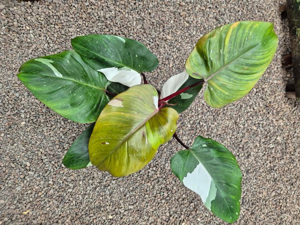 Philodendron Red Anderson p14 (7)