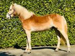 In opdracht te koop: bijna 2-jarige Haflinger ruin, Ruin, Onbeleerd, Minder dan 160 cm, Met stamboom