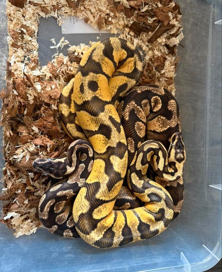 Bal pythons man en vrouw Ball Python - male for sale from MarktplaatsG