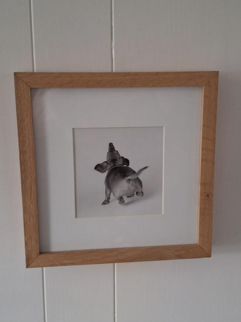 Teckel & Pup Foto's in Houten Lijst - Set, Minder dan 50 cm, Ophalen of Verzenden, Zo goed als nieuw, Foto of Poster