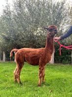 Alpaca hengst AHDP Robin, Dieren en Toebehoren, Mei, Mannelijk