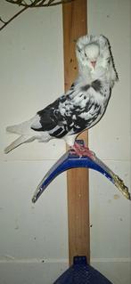 Te koop  sierduiven Oudhollands kapucijnen duiven, Meerdere dieren, Overige soorten