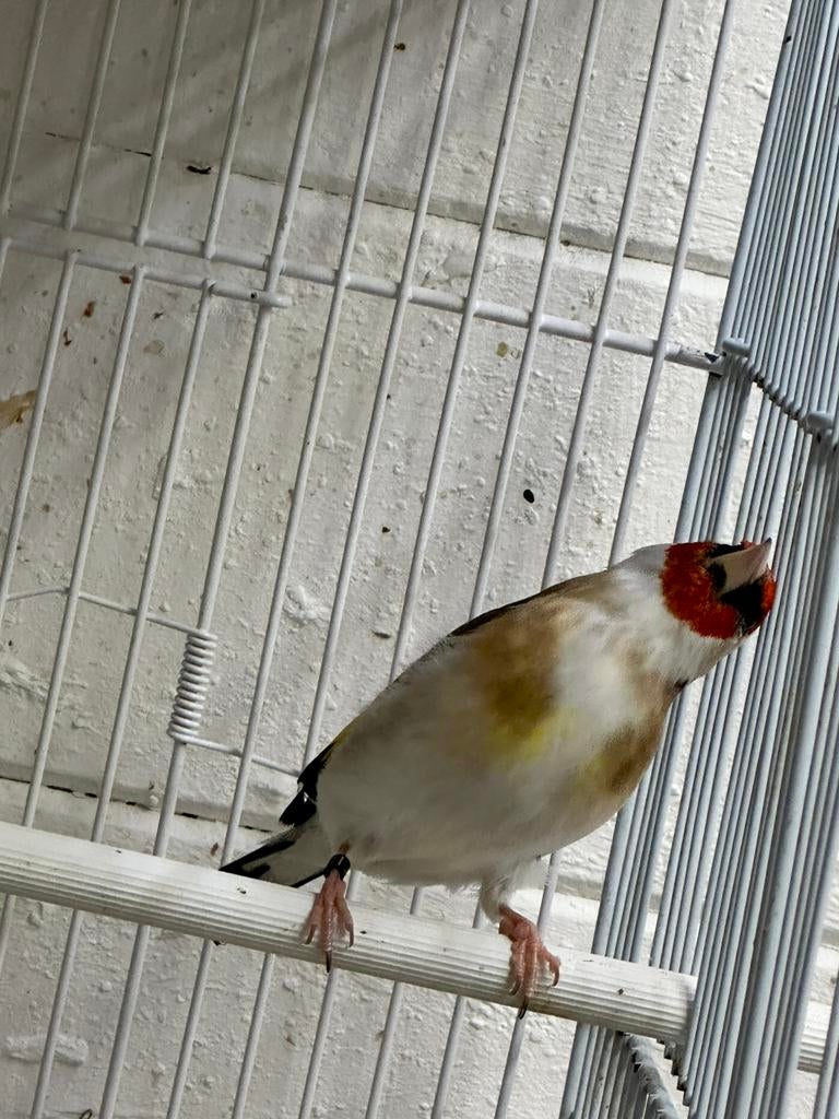 Majoor putteirs, Mannelijk, Wildzangvogel