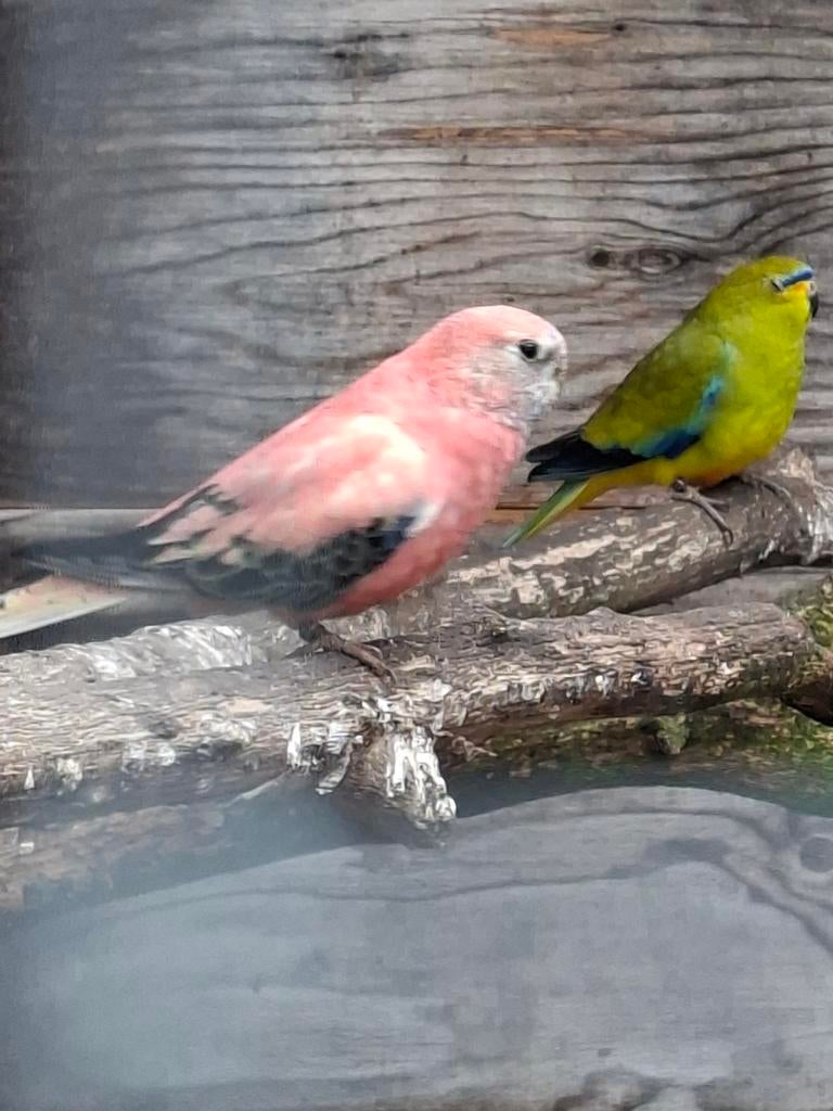 Bourke parkieten, elegant parkiet en kwartels, Meerdere dieren, Parkiet