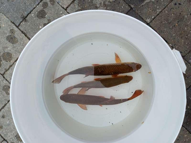 3x windes zilverwindes goudwindes blauwwindes 20 -25cm, Dieren en Toebehoren, Vissen | Vijvervissen, Goudvis(sen)