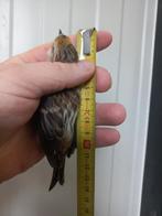 Forse noordse barmsijs, Dieren en Toebehoren, Vogels | Overige Vogels, Mannelijk, Wildzangvogel, Geringd