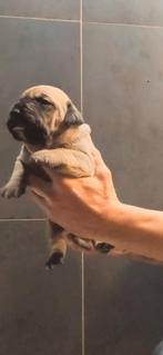 PRESA CANARIO PUP ORIGINEEL - FCI STAMBOOM - WERKLIJN, Particulier, Overige rassen, 8 tot 15 weken, Buitenland