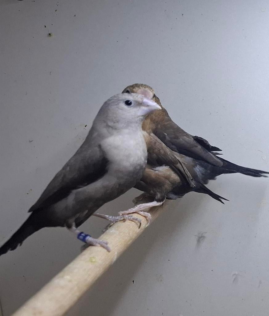 Zilverbekjes, Dieren en Toebehoren, Vogels | Kanaries, Meerdere dieren, Kleurkanarie