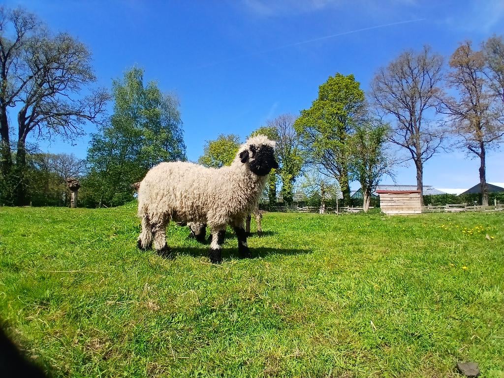 Walliser schwarznase ramlam, Dieren en Toebehoren, Mannelijk, Schaap