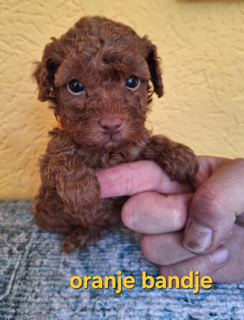 3 Lieve Sociale Raszuivere Toypoedel Pupjes, Poedel, Parvo, Reu, 8 tot 15 weken