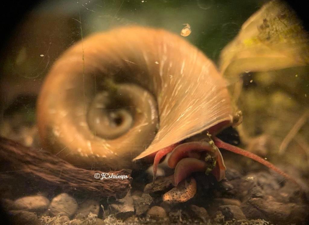 Posthoorn slak bruin | Ramshoorn slakken, Dieren en Toebehoren, Slak of Weekdier, Zoetwatervis