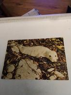 GRIJZE ZEEHONDEN PUP, Ophalen of Verzenden, 1980 tot heden