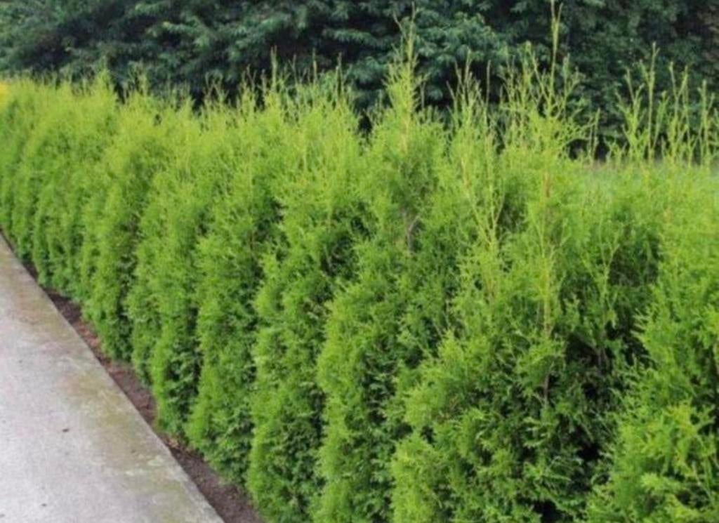 30 x Coniferen Thuja Brabant 225cm VANDAAG BEZORGD, Tuin en Terras, Planten | Struiken en Hagen, Ophalen of Verzenden, Conifeer