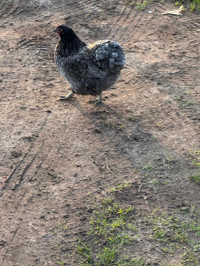 Toom kippen, Meerdere dieren, Kip