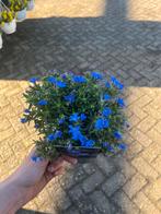 Lithodora - Prachtige Blauwe Bodembedekker, Ophalen, Bodembedekkers, Volle zon, Vaste plant