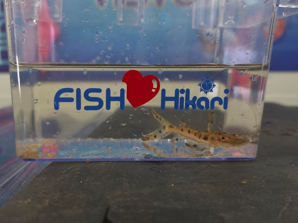 Pseudoplatystoma fasciatum ( tiger shovelnose), Dieren en Toebehoren, Vis