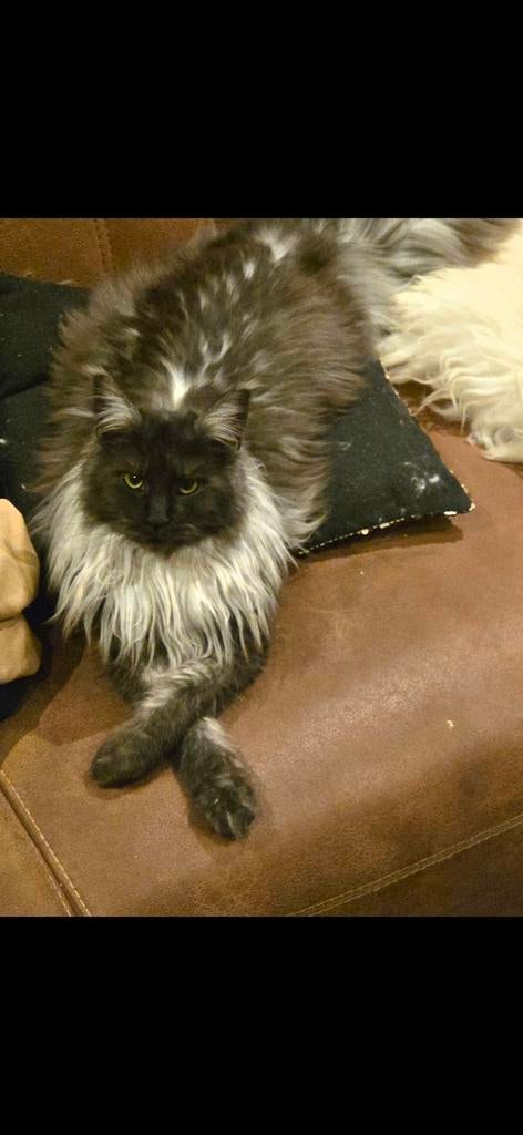 Main coon poes 13 mnd met stamboom, Poes, Met stamboom, 0 tot 2 jaar