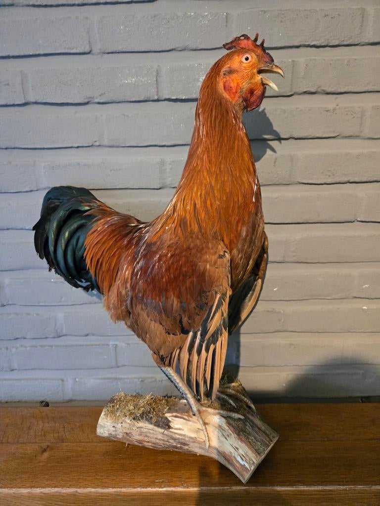 Opgezette haan- Taxidermie, Ophalen of Verzenden, Zo goed als nieuw, Vogel, Opgezet dier