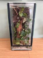 Terrarium + 5 wandelende takken, Dieren en Toebehoren, Wandelende tak