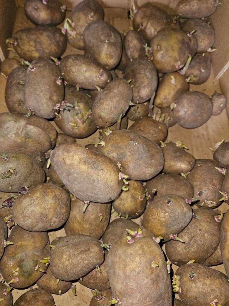 Pootaardappelen, Ophalen of Verzenden, Volle zon, Overige soorten, Minder dan 100 cm