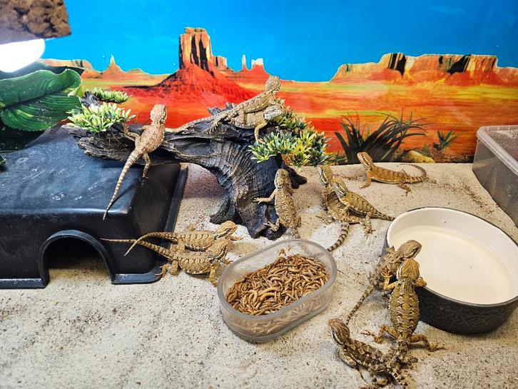 Pogona henrylawsoni Dwerg baardagaam Bearded Dragon - female for sale from TerShop