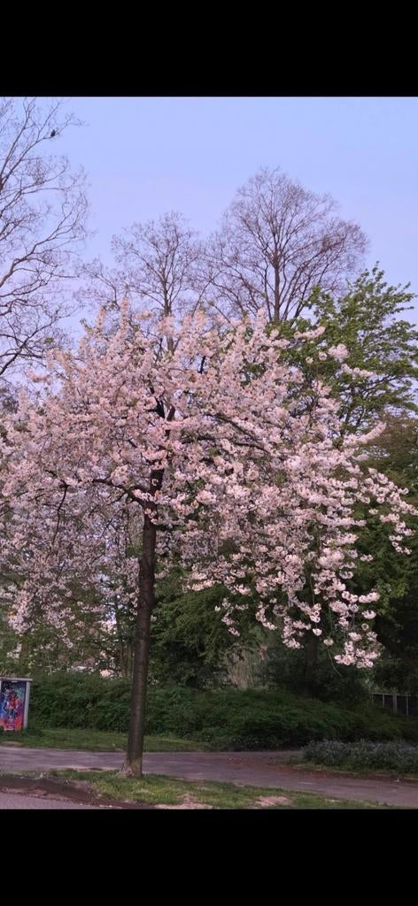 Ik zoek een kamer in Buitenveldert/Amstelveen of Amsterdam., Huizen en Kamers