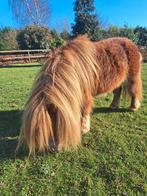 Ontzettend mooi mini voshengstje, Dieren en Toebehoren, Pony's, Niet van toepassing, 0 tot 2 jaar, Hengst, A pony (tot 1.17m)