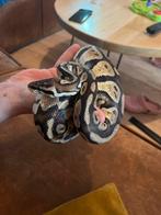 Prachtife konings python man, Slang, Tam, 0 tot 2 jaar