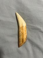 Unieke Tijgertand, Ophalen of Verzenden, Gebruikt, Wild dier, Overige typen