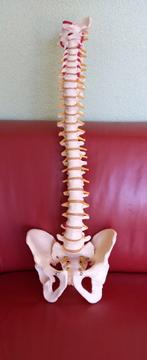 Model flexibele wervelkolom met bekken 70 cm, Diversen, Schoolbenodigdheden, Ophalen, Zo goed als nieuw