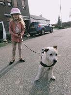 Twee lieve hondjes ter adoptie