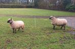 Clunforest ooien, Dieren en Toebehoren, Vrouwelijk, Schaap, 3 tot 5 jaar