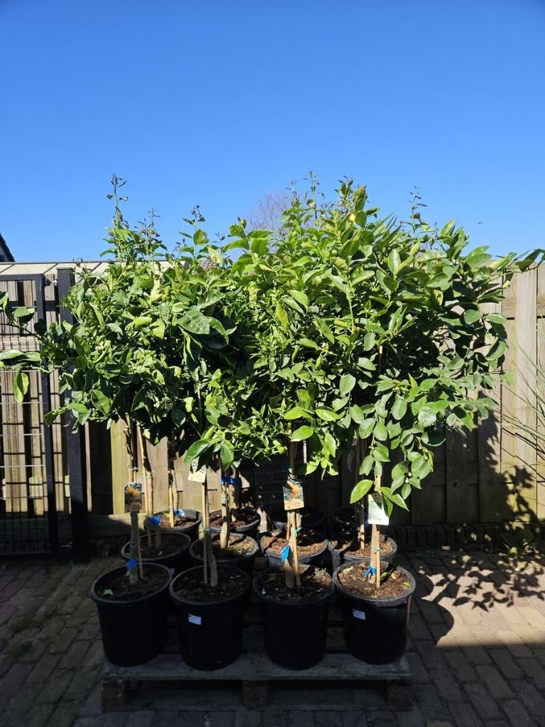 TE KOOP: SINAASAPPEL-, CITROEN-, MANDARIJN- EN LIMOENBOMEN, Ophalen, Lente, In pot, Citroenboom