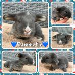 Prachtig nestje met gezonde&lieve Franse Hangoor konijntjes, Dieren en Toebehoren, Konijnen, Meerdere dieren, Groot, Hangoor, 0 tot 2 jaar