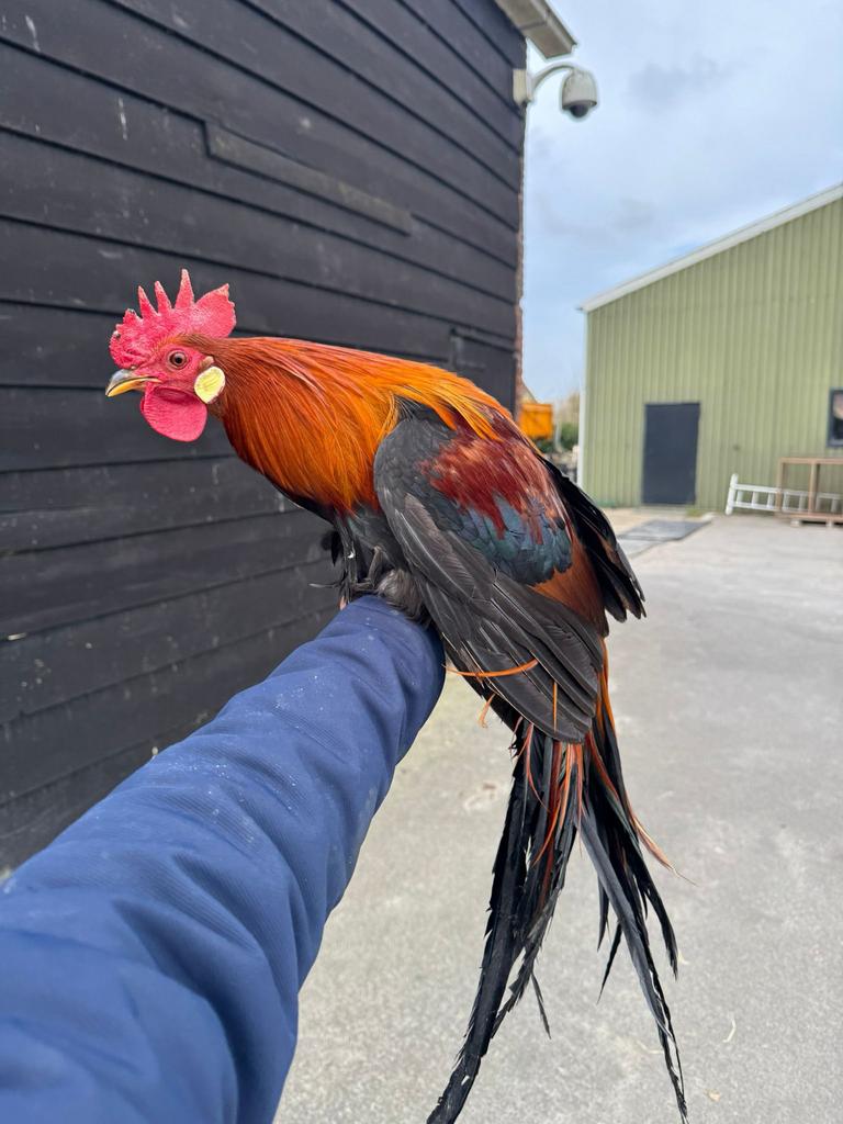 Onagadori haan te koop, Dieren en Toebehoren, Mannelijk, Kip