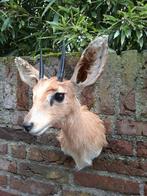 Opgezette steenbokje afrika taxidermy opgezet hert gewei, Ophalen, Wild dier, Gewei of Kop